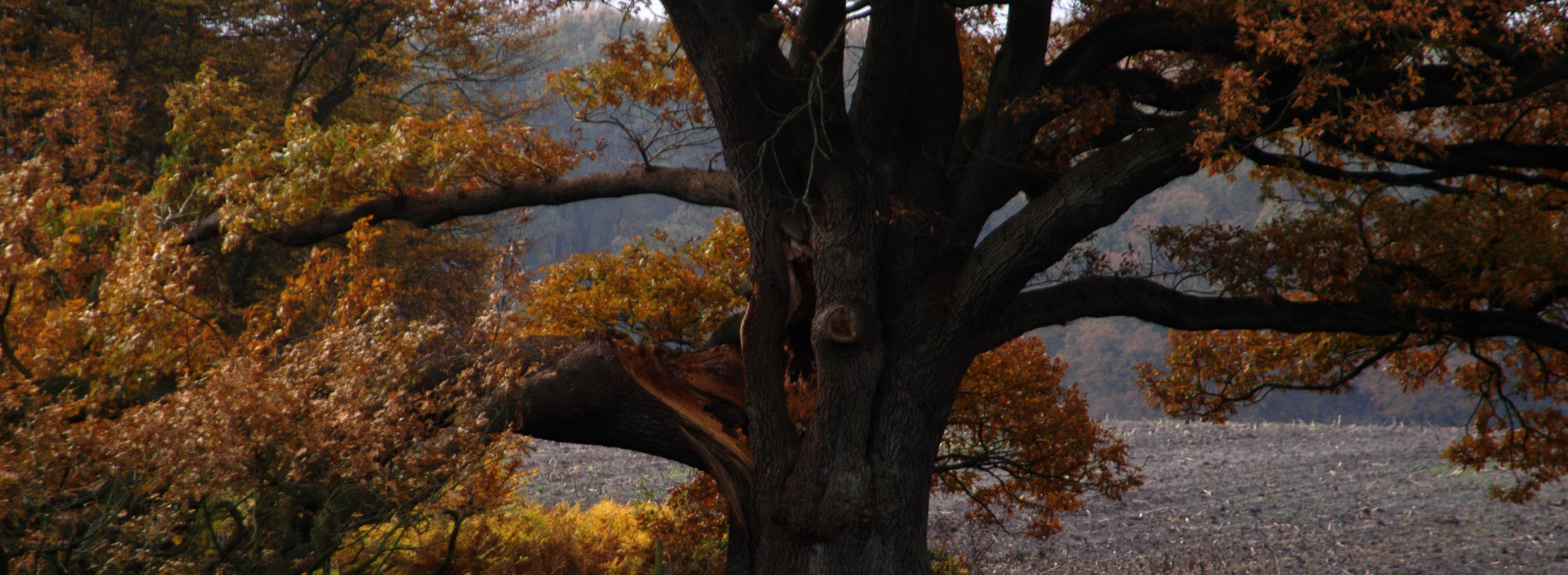 Startseite-Herbst Bild 19